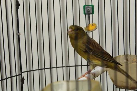 Canary Foto stock