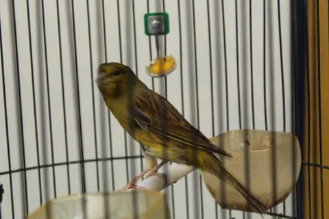 Canary Foto stock
