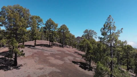 Canary pine trees forest. Drone shot. Close up shot. Stock Footage 158498384