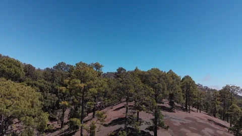 Canary pine trees forest. Drone shot. Close up shot. Stock Footage 158498502