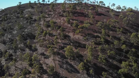 Canary pine trees forest at the top of a mountain. Drone. 스톡 동영상 158498917