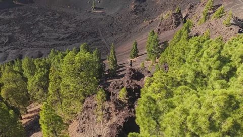 Canary pine trees thriving on volcanic slopes of La Palma, contrasting dark Stock Footage 308403888