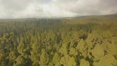 Canary pines on top of a volcano Stock-Footage 80831510