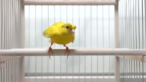 Canary separately opens its wings and attacks the opponent Stock Footage 168880034