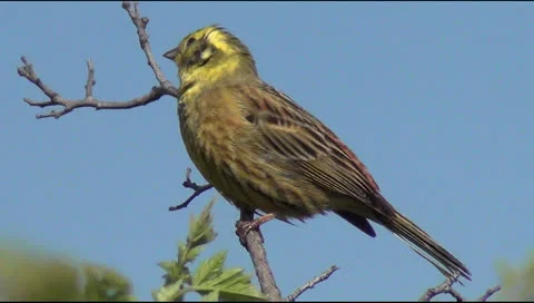 Canary serin 動画素材 23151402