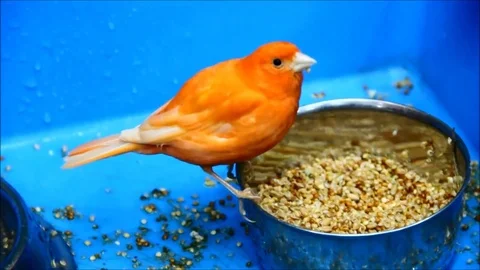 A canary, serinus canaria, pecking corn sitting on the edge of a feeder Stock Footage 77675494