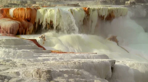 Canary Spring, Yellowstone Видео 31138887