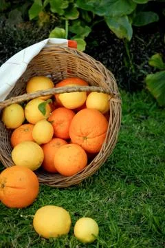 Canasta de frutas citricas en un Jardin Stock Photos