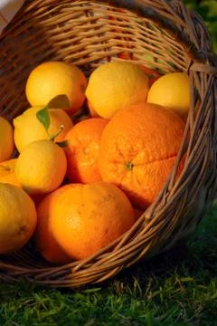 Canasta de frutas citricas en un Jardin Stock Photos