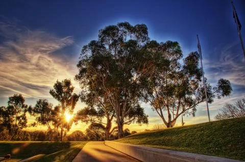 Canberra Tree, Australia Stock Photos