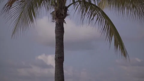 Cancun - Palm Trees Stock Footage 144785207