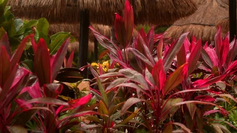 Cancun rain red flowers Stock Footage 87182831