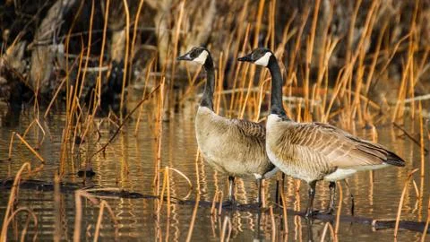 Canda Geese Stock Photos