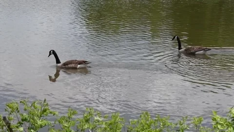Candaian Geese on a pond Stock Footage 240503838