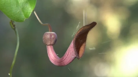 Candelabra flower Video stock 112349564