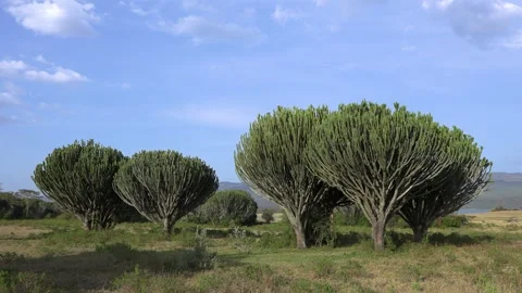 Candelabra trees, Great Rift Valley, Kenya, E. Africa Stock Footage 333063638
