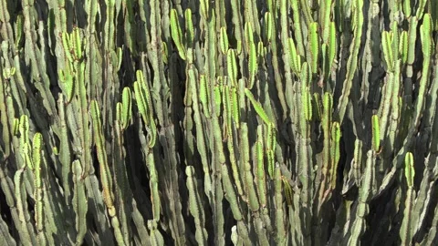 Candelabra trees, Great Rift Valley, Kenya, E. Africa Stock Footage 333064691