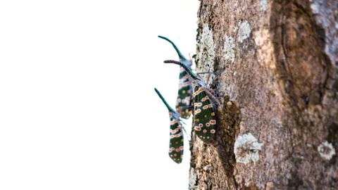 Candelaria on tree Stock Photos