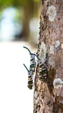 Candelaria on tree Stock Photos