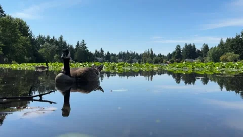 Candian Goose Stock Footage 244824457