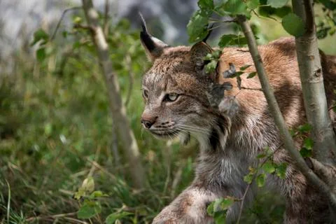 Candian lynx Stock Photos