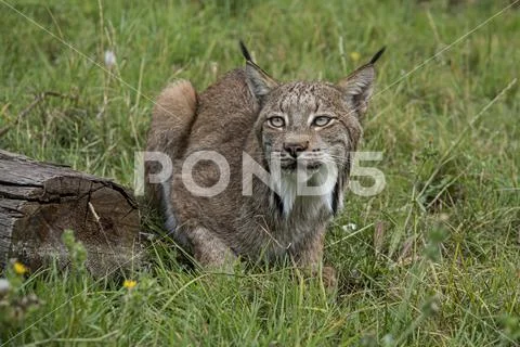 Candian lynx Stock Photos