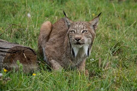 Candian lynx Stock Photos