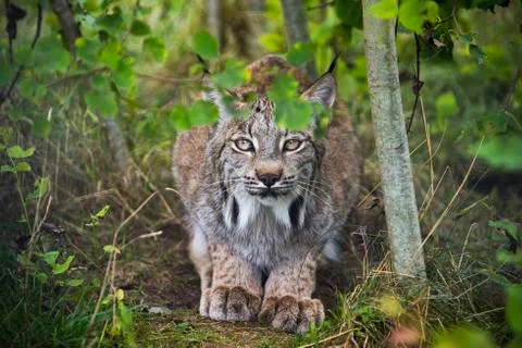 Candian lynx Stock Photos