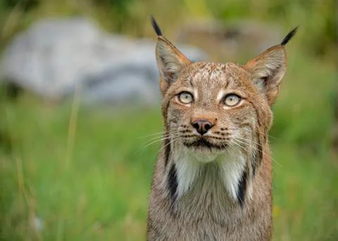 Candian lynx Stock Photos