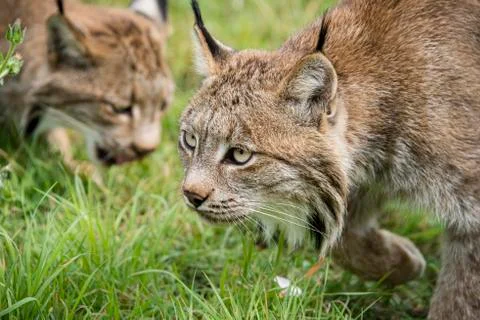 Candian lynx Stock Photos