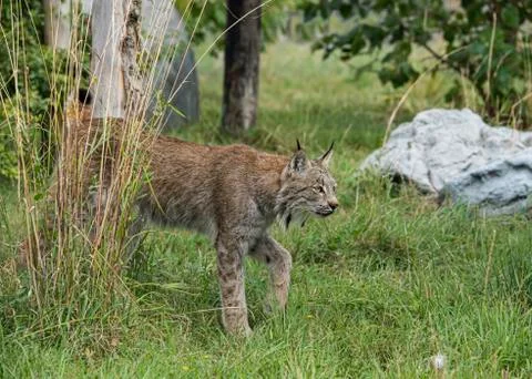 Candian lynx Stock Photos