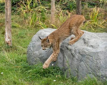 Candian lynx Stock Photos