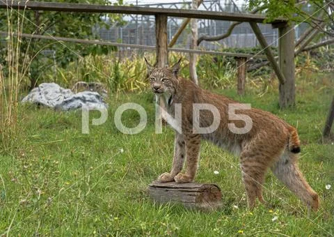 Candian lynx Stock Photos
