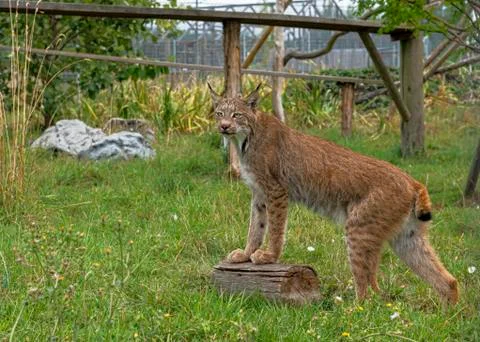 Candian lynx Stock Photos
