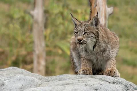 Candian lynx Stock Photos