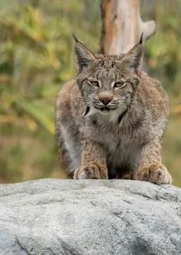 Candian lynx Stock Photos