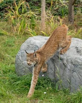 Candian lynx Stock Photos