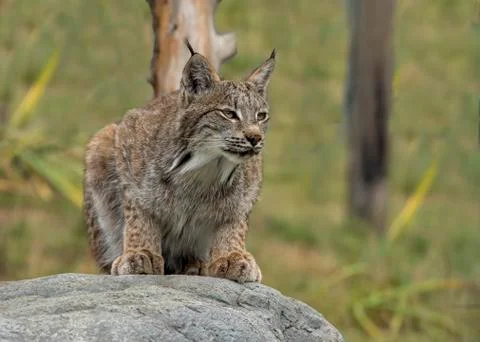 Candian lynx Stock Photos