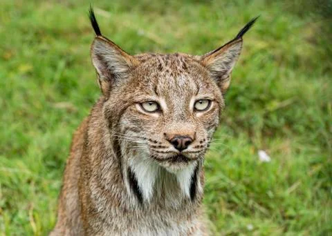 Candian lynx Stock Photos