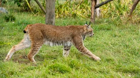Candian lynx Stock Photos