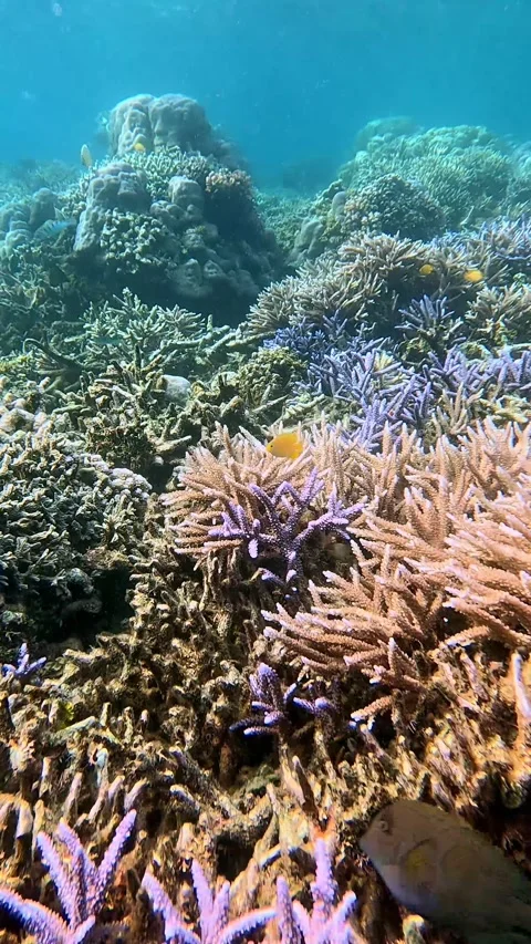 Candid diving POV dolly forward revealing a thriving marine reef ecosystem Stock Footage 331283206