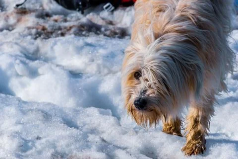 A candid portrait shot of a Pyrenean Shepherd dog with white fur walking on a Stock Photos