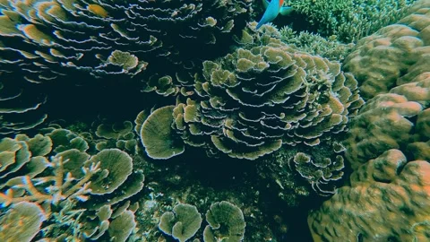 Candid user generated snorkeling POV chasing a Bower's parrotfish (Chlorurus Stockbeeldmateriaal 332626598