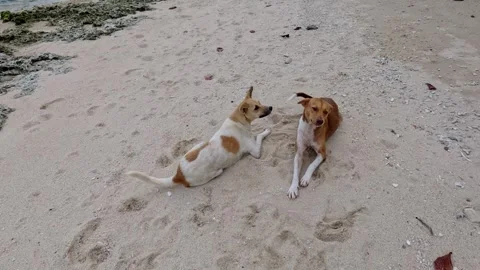 Candid walking POV towards two happy dogs relaxing in the sand  Stock Footage 324491497