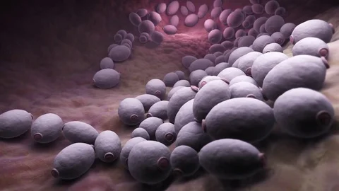 Candida albicans bacteria Vidéo 69895636