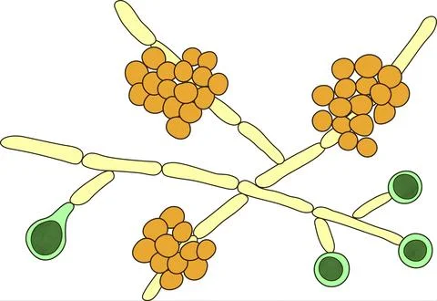 Candida albicans yeasts, the causative agent of candidiasis Stock Illustration