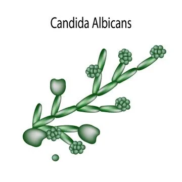 Candida structure. Infographics. Vector illustration on isolated background. Stock Illustration
