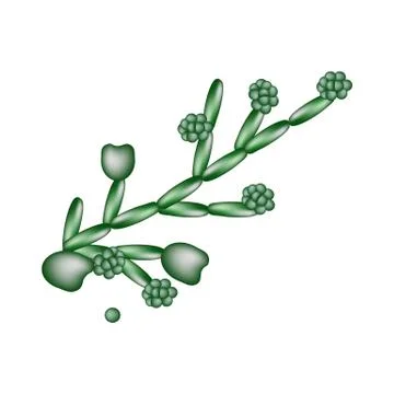 Candida structure. Infographics. Vector illustration on isolated background. Illustrazione stock