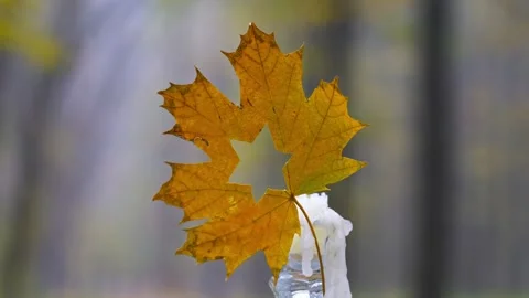 Candle and maple leaf with carved star of david on blurred nature background Stock Footage 169793562