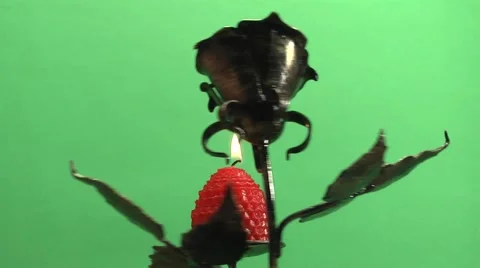 Candle burning on a candlestick on a green background Stock Footage 1079392